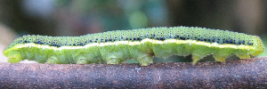 Larvae
